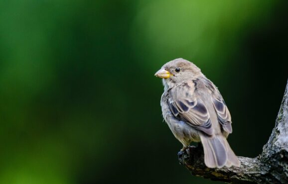 animal-1853018_1920