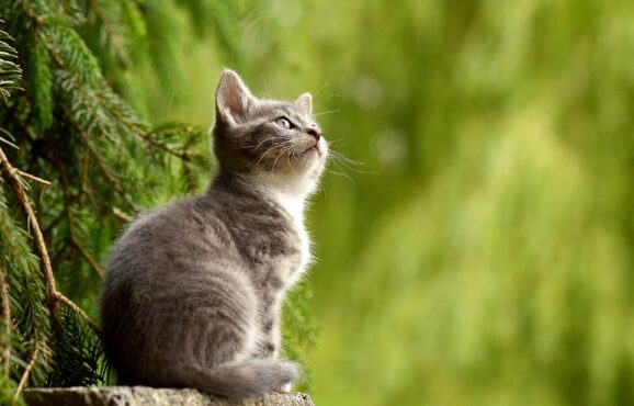 cat-2083492_1920