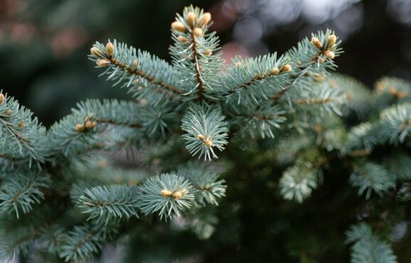 fir-tree-1828525_1920