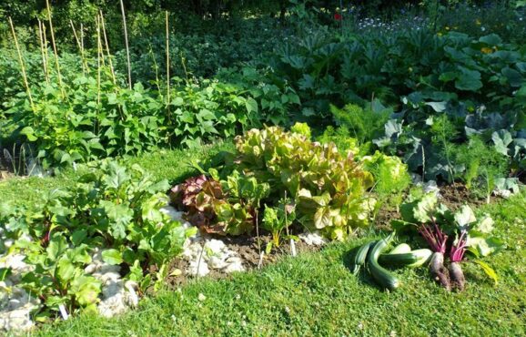garten_und_gemüsefans_aufgepasst