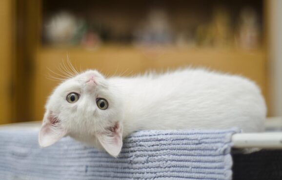 kitten-g611604033_1920