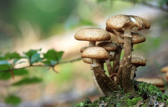 mushrooms-g7a2105bc0_1920