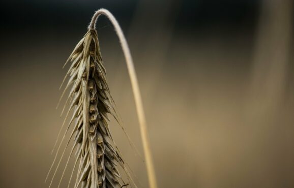 nature-3122836_1920