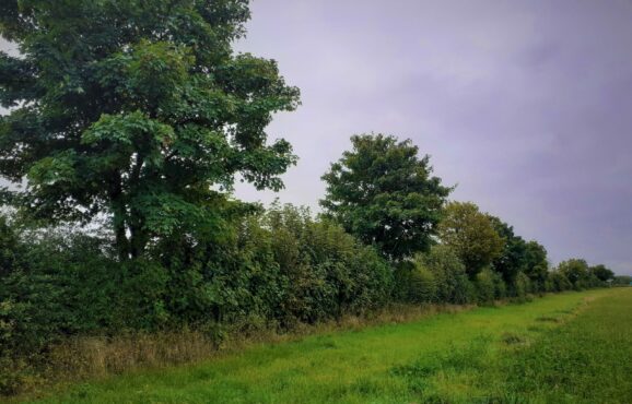 Photo Sammeleinkauf von Heckenpflanzen