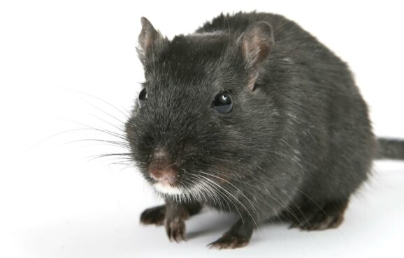 Ratte