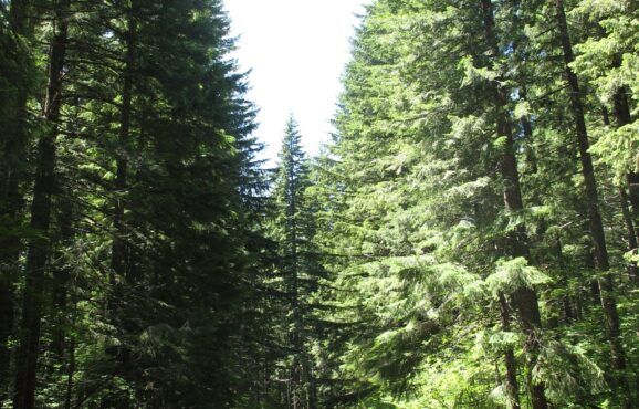 Straße im Wald
