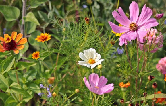 wildflowers-g3982e5d73_1920